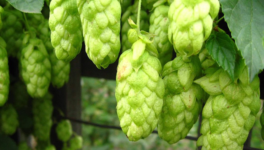 Российские пивовары полностью выкупили урожай чувашского хмеля 