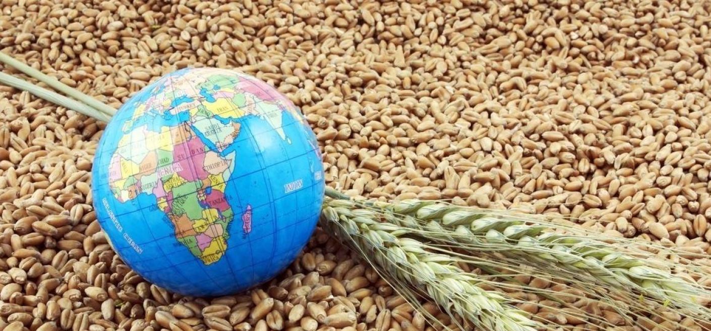 Мировой рынок зерна: французская пшеница и кукуруза подорожали во вторник
